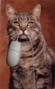 cat_and_mouse
