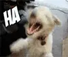 hahadog-1
