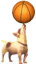 jack russel