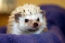 hedgehog