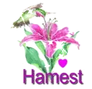 hamest
