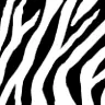 zebra print