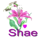 shae