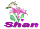 shan