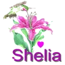 shelia