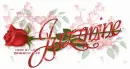 JAZZMINE RedRose