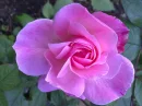 Pink Rose