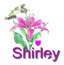 shirley