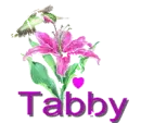 tabby