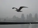 seagaul flying with city behind the city