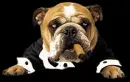 rokende hond