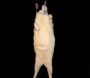 cat,i'm a kitty cat,and i dum dum dum,dum dum dum xD