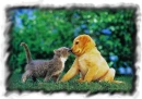 dog and cat