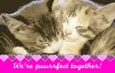 Valentines Kittens