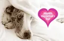 Valentine cuddle dog