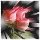 Roses for You
