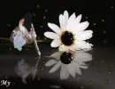 Ballerina and margarite