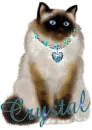 Crystal's kitty in blue