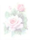 Soft Pink roses Background