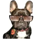 crazy dog