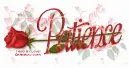 PATIENCE RedRose