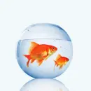 fisheyyyy