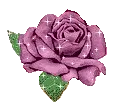 Pink rose
