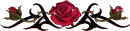 Red rose blossom