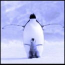 penguin and chick