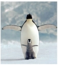 penguin and chick