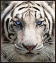 white tiger