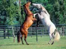 Horses Hugging