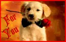 For You Puppy Rose
