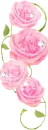 beauty roses