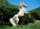 white beautiful horse