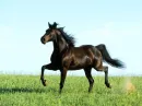 beautiful horse