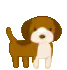 little dog