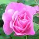 pink rose
