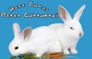Easter Bunnies 2