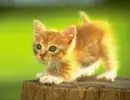 kiTten