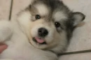 PUPPY!!!!!!!!!!!!
