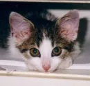 cutie cats