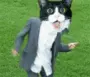 dancing cat