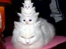Stack o cats
