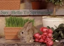 Hello Springtime