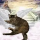 Angel Sugar
