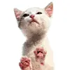 kitty