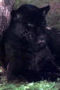 black panter
