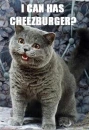 cheeseburger cat