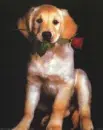 Would you please be mine?